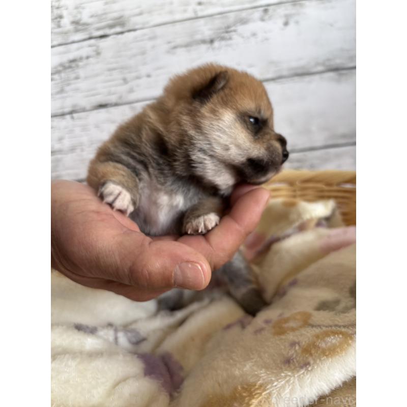 販売中の静岡県の豆柴-447995の6枚目