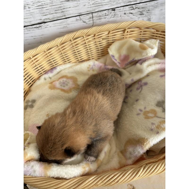 販売中の静岡県の豆柴-447995の4枚目