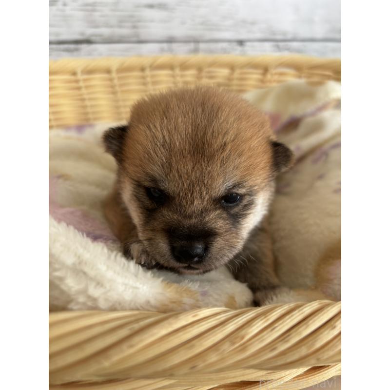 販売中の静岡県の豆柴-447995の2枚目