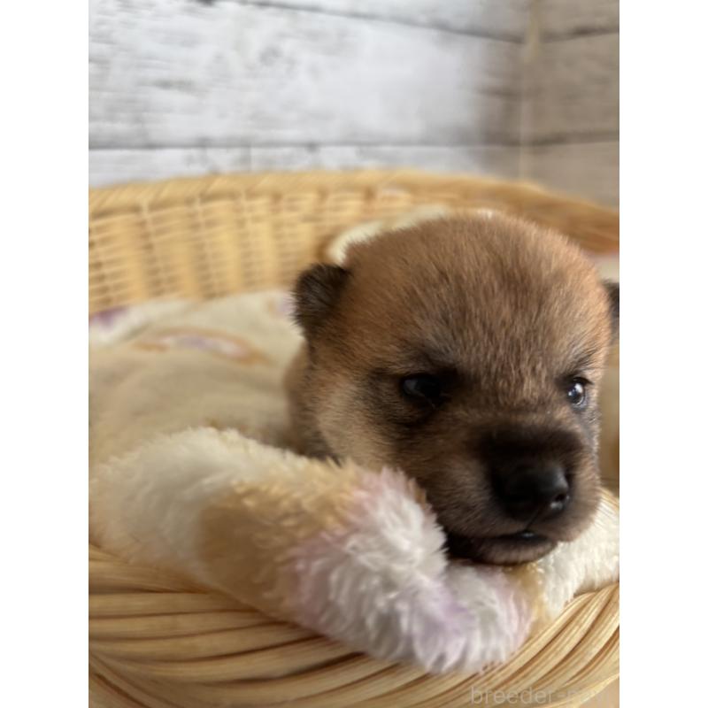 販売中の静岡県の豆柴-447995の3枚目