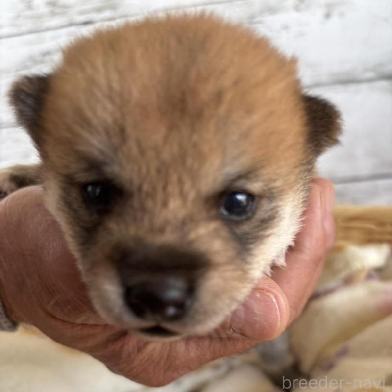 販売中の静岡県の豆柴-447995の1枚目