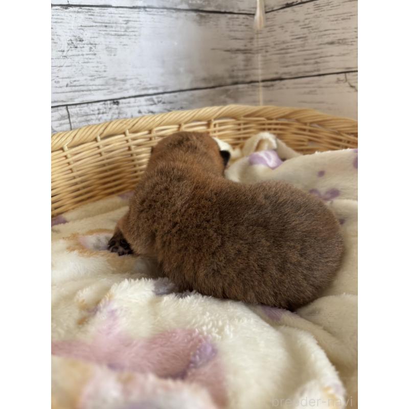 販売中の静岡県の豆柴-447996の12枚目