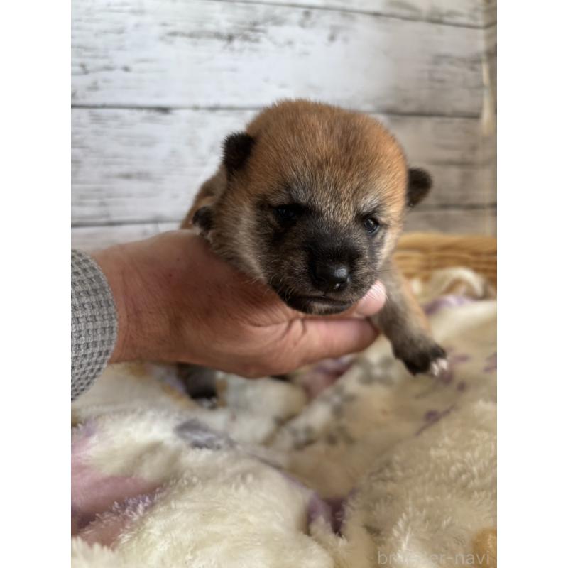 販売中の静岡県の豆柴-447996の11枚目