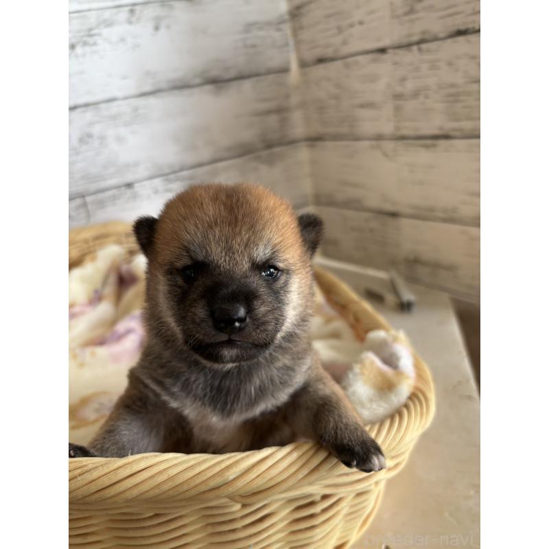 販売中の静岡県の豆柴-447996の10枚目