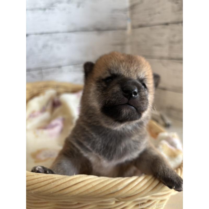 販売中の静岡県の豆柴-447996の9枚目