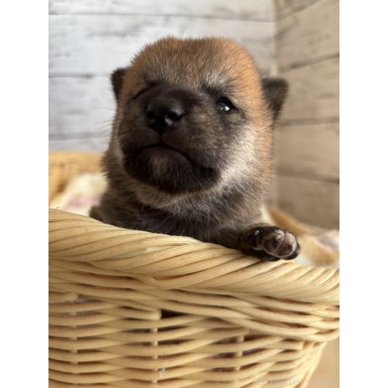 販売中の静岡県の豆柴-447996の8枚目