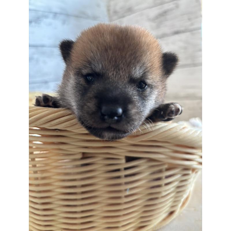 販売中の静岡県の豆柴-447996の7枚目