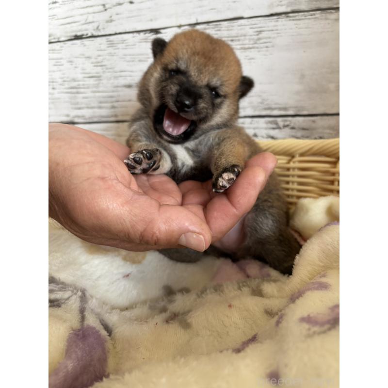 販売中の静岡県の豆柴-447996の6枚目