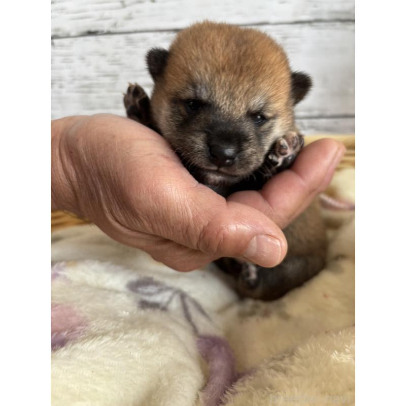 販売中の静岡県の豆柴-447996の5枚目