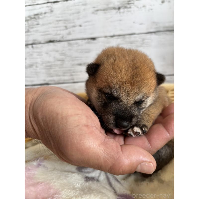 販売中の静岡県の豆柴-447996の4枚目