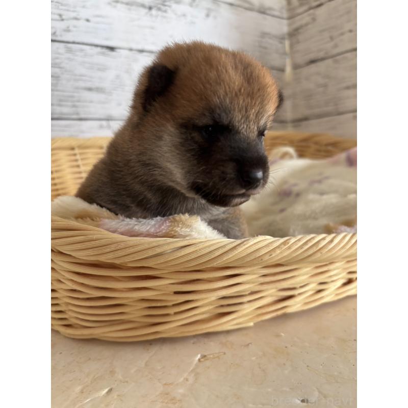 販売中の静岡県の豆柴-447996の3枚目