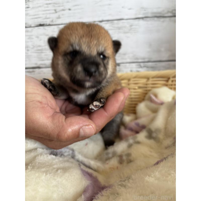 販売中の静岡県の豆柴-447996の2枚目