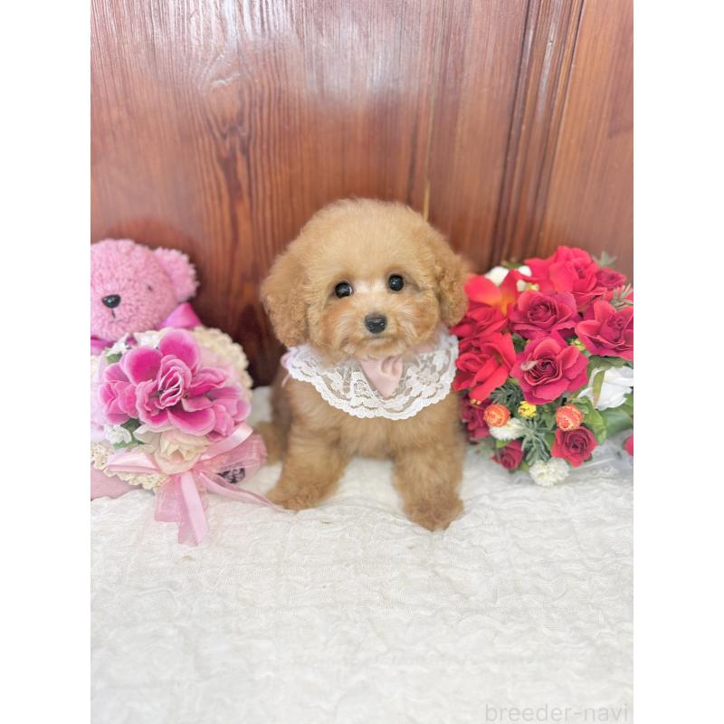 販売中の茨城県のタイニープードル-439766の11枚目