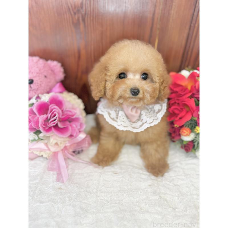 販売中の茨城県のタイニープードル-439766の10枚目