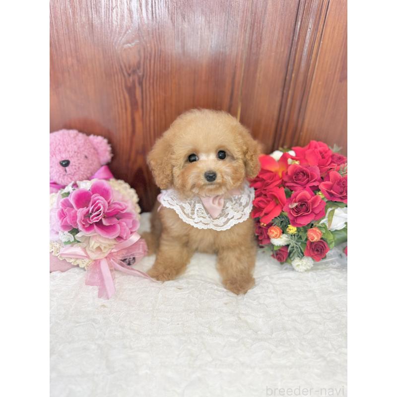 販売中の茨城県のタイニープードル-439766の9枚目