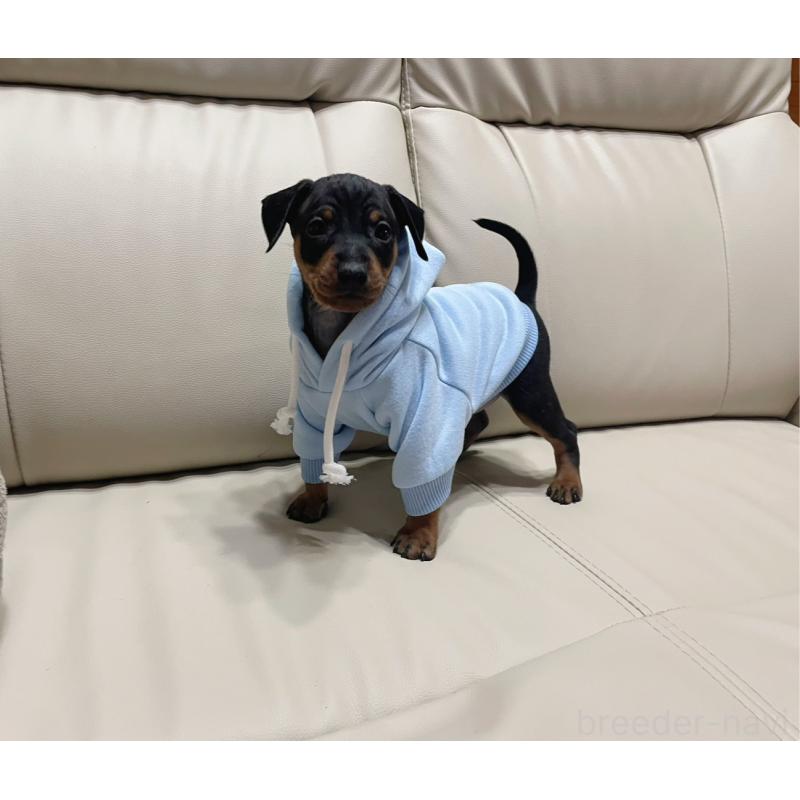 成約済の福岡県のミニチュアピンシャー(ミニピン)-447997の1枚目