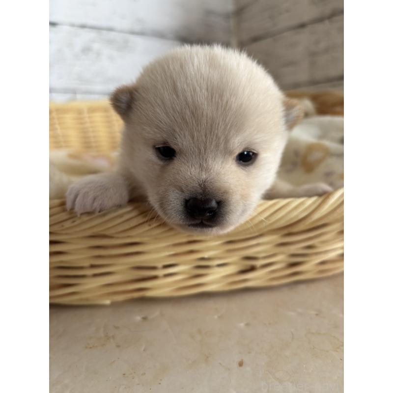 販売中の静岡県の豆柴-447999の10枚目