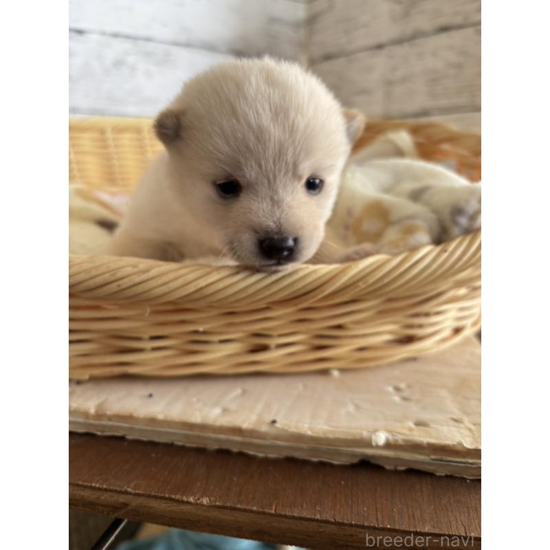 販売中の静岡県の豆柴-447999の9枚目