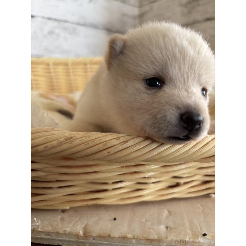 販売中の静岡県の豆柴-447999の8枚目