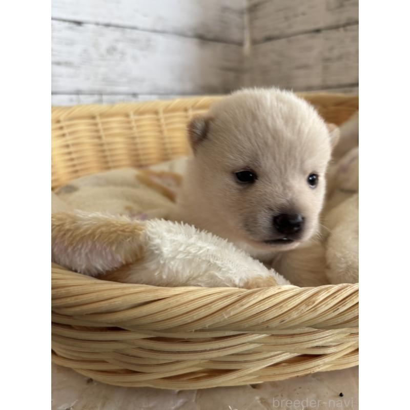 販売中の静岡県の豆柴-447999の7枚目