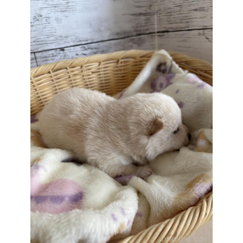 販売中の静岡県の豆柴-447999の5枚目