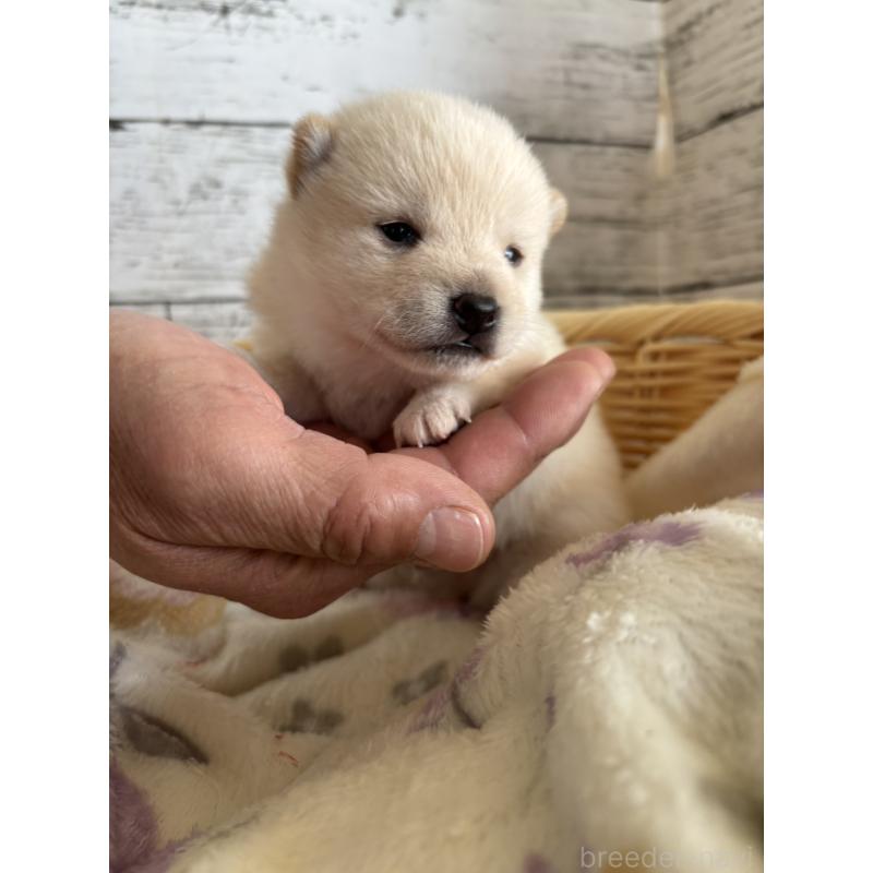 販売中の静岡県の豆柴-447999の3枚目