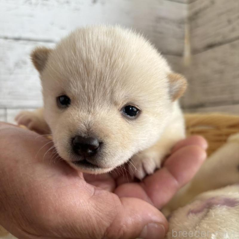 販売中の静岡県の豆柴-447998