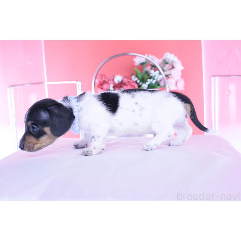 販売中の愛知県のカニンヘンダックスフンド(スムースヘアード)-448001の13枚目