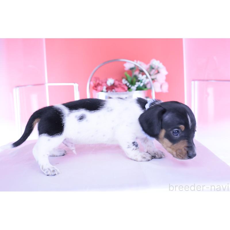 販売中の愛知県のカニンヘンダックスフンド(スムースヘアード)-448001の12枚目