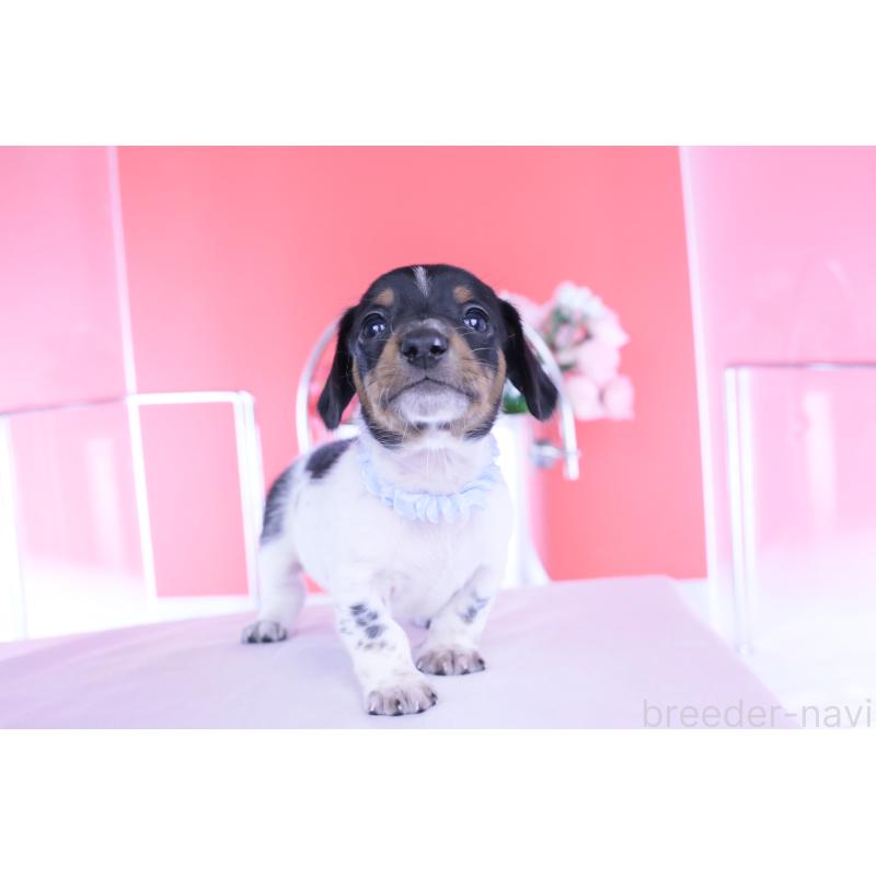 販売中の愛知県のカニンヘンダックスフンド(スムースヘアード)-448001の11枚目