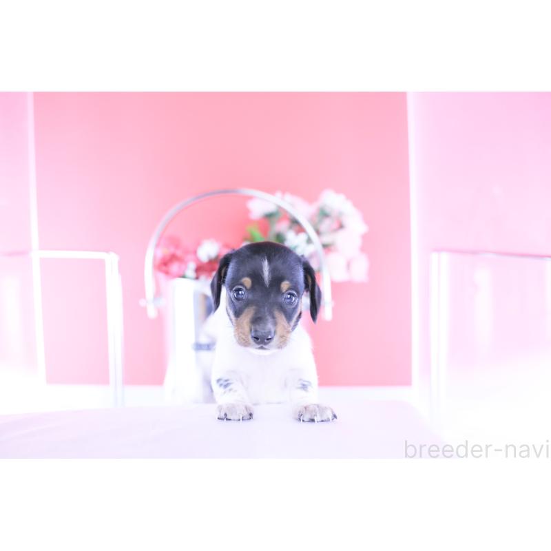 販売中の愛知県のカニンヘンダックスフンド(スムースヘアード)-448001の10枚目