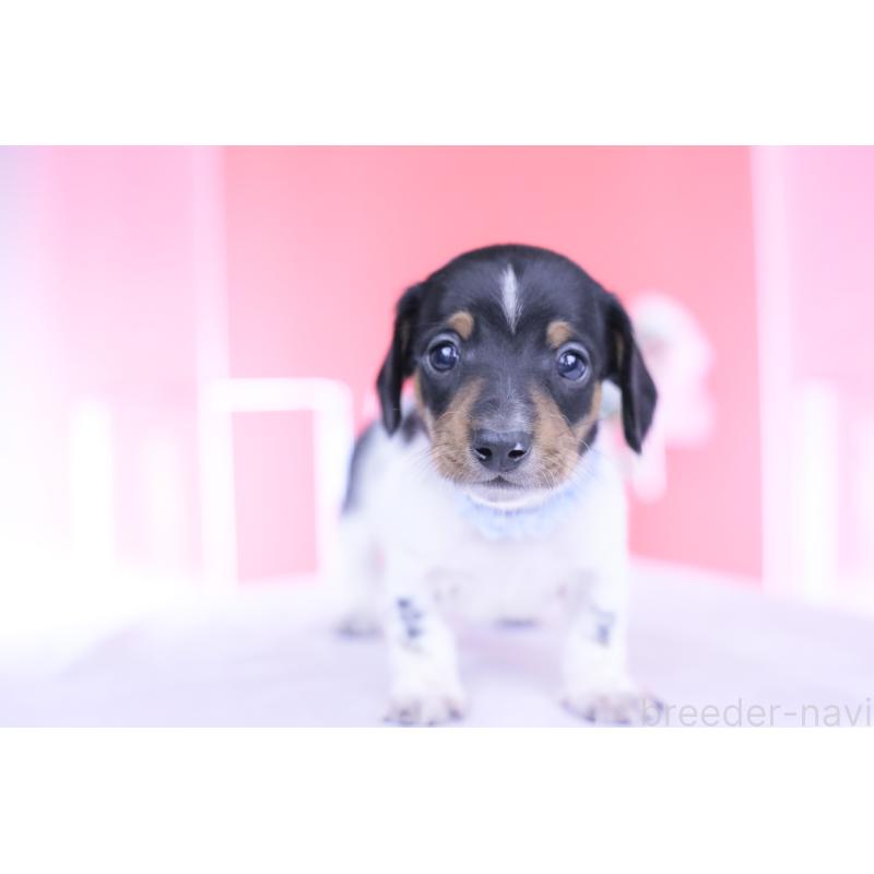 販売中の愛知県のカニンヘンダックスフンド(スムースヘアード)-448001の9枚目