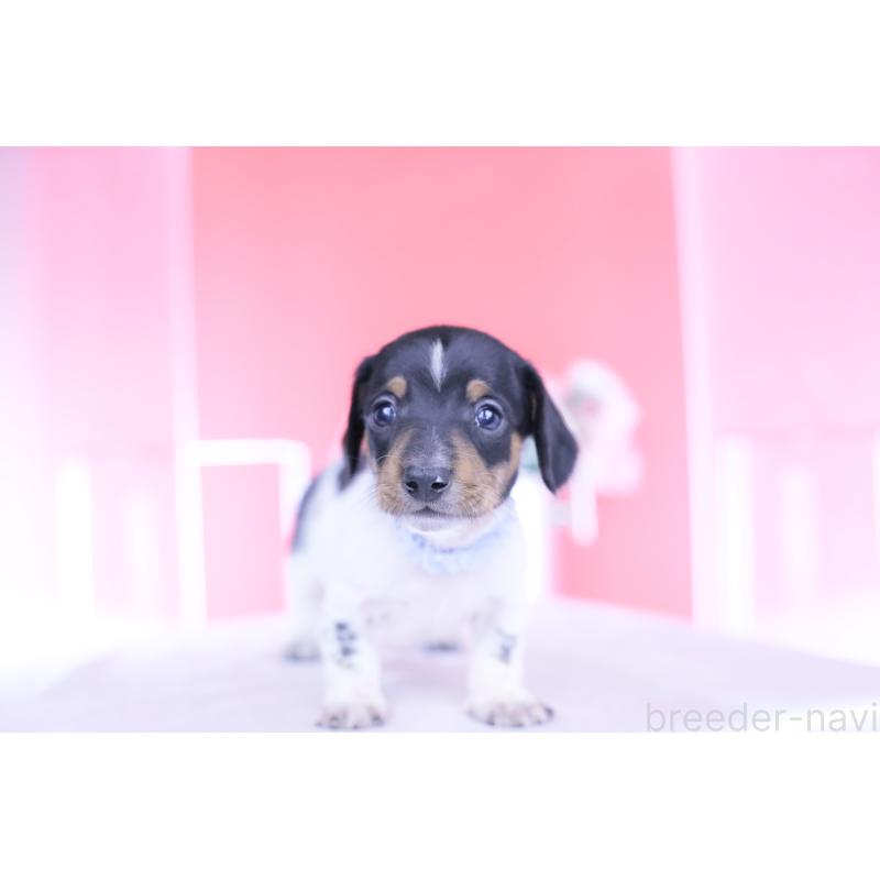 販売中の愛知県のカニンヘンダックスフンド(スムースヘアード)-448001の8枚目