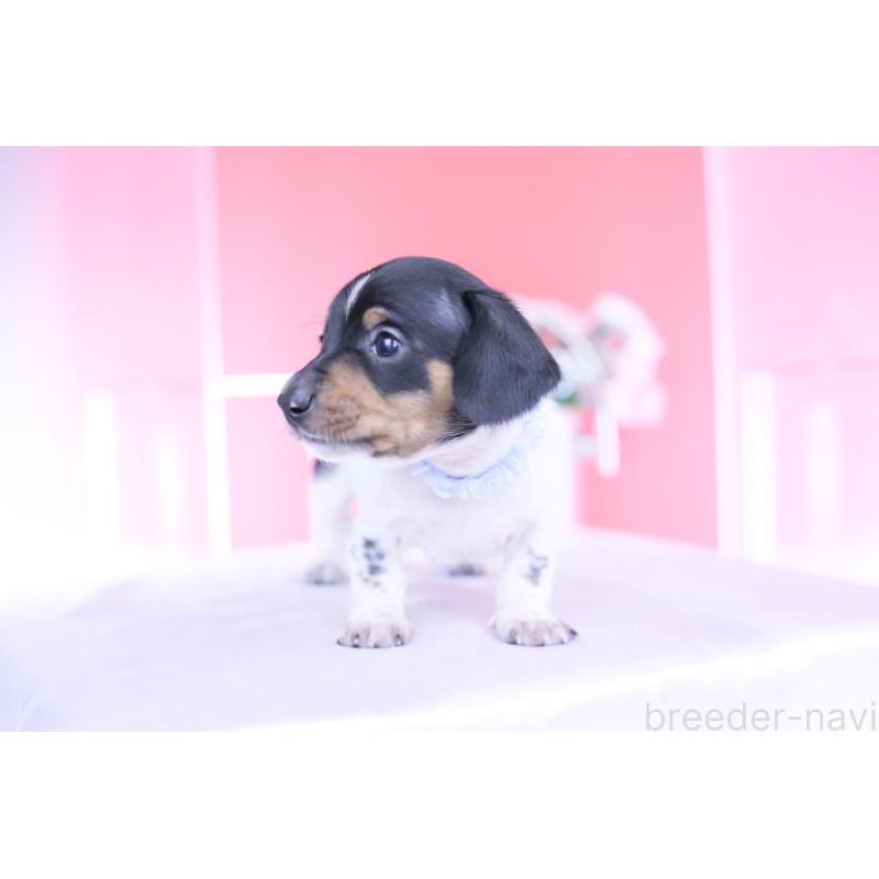 販売中の愛知県のカニンヘンダックスフンド(スムースヘアード)-448001の7枚目