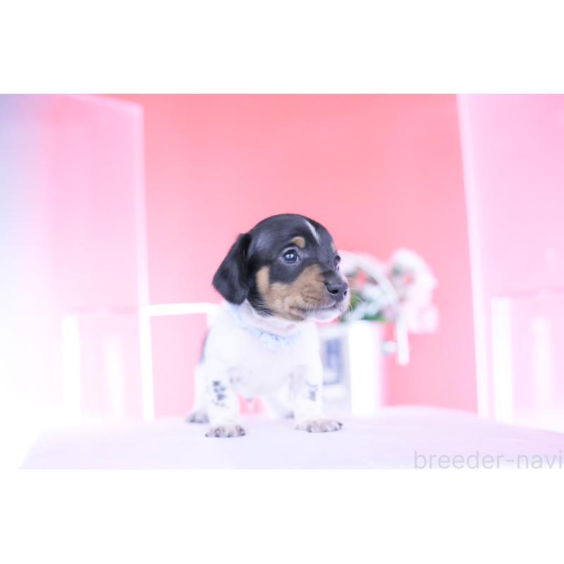 販売中の愛知県のカニンヘンダックスフンド(スムースヘアード)-448001の5枚目