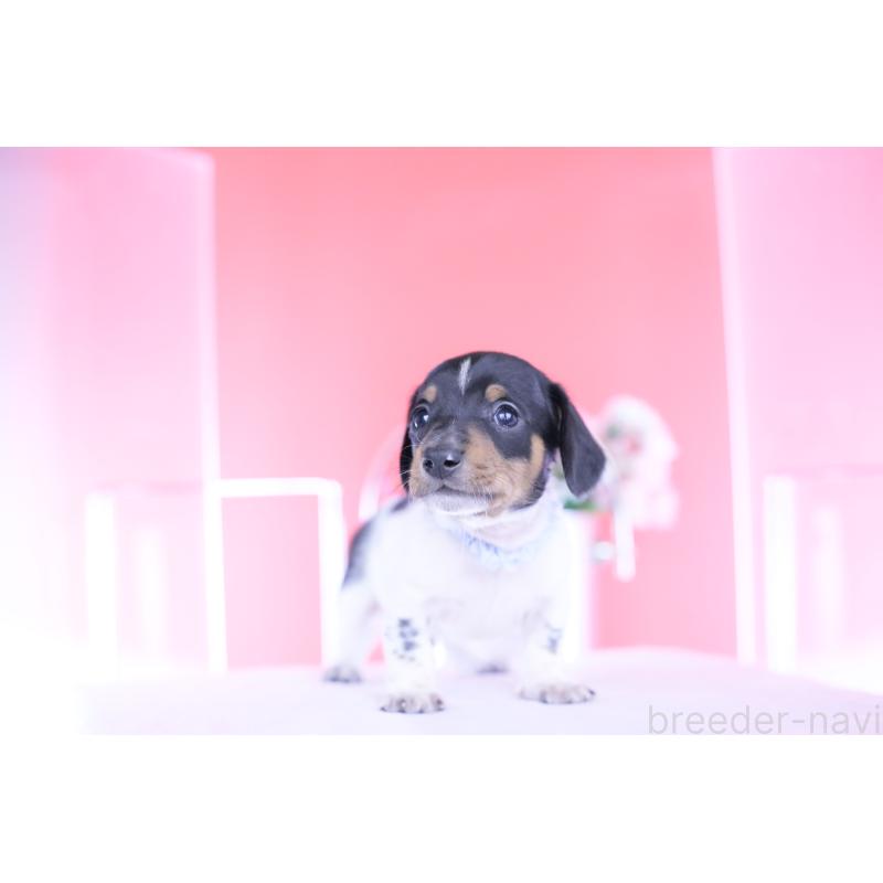 販売中の愛知県のカニンヘンダックスフンド(スムースヘアード)-448001の4枚目