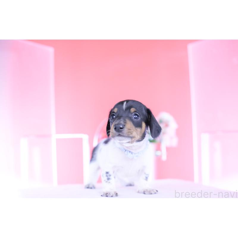 販売中の愛知県のカニンヘンダックスフンド(スムースヘアード)-448001の3枚目