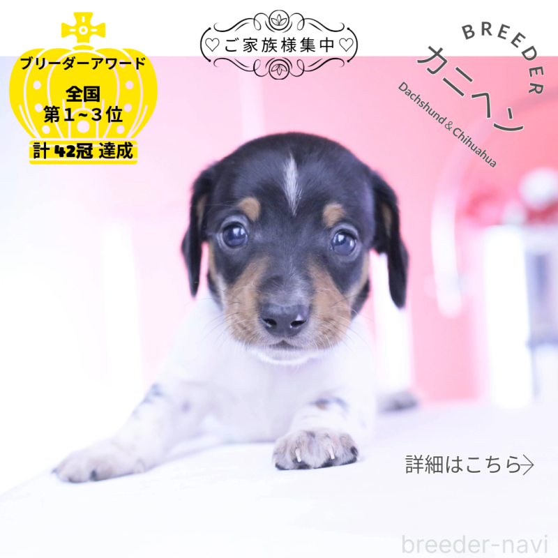 販売中の愛知県のカニンヘンダックスフンド(スムースヘアード)-448001