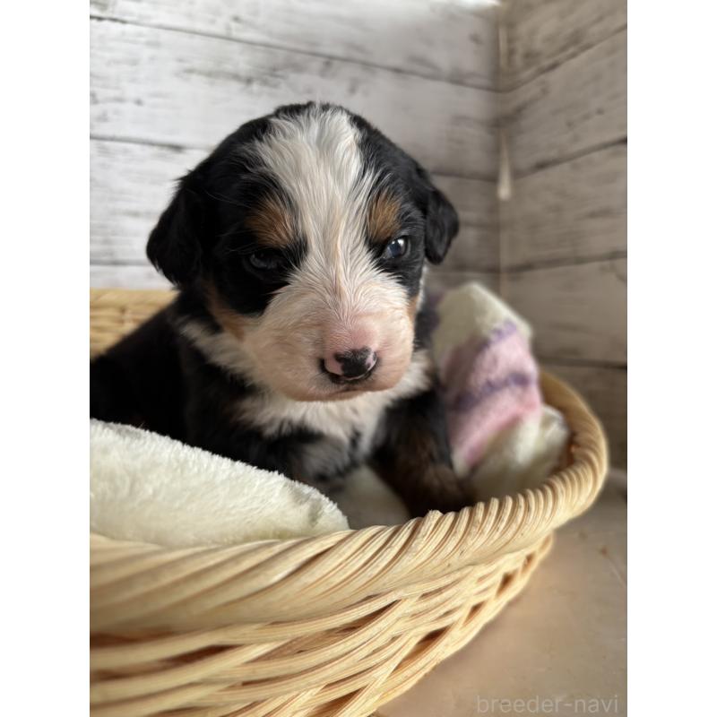 販売中の静岡県のバーニーズマウンテンドッグ-448002の11枚目