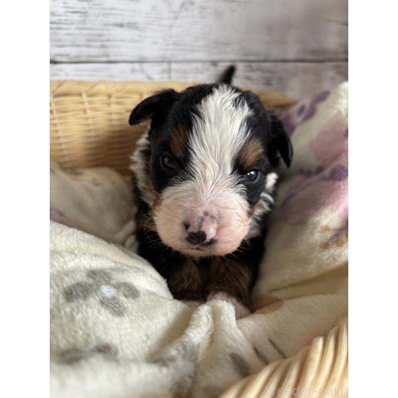 販売中の静岡県のバーニーズマウンテンドッグ-448002の10枚目