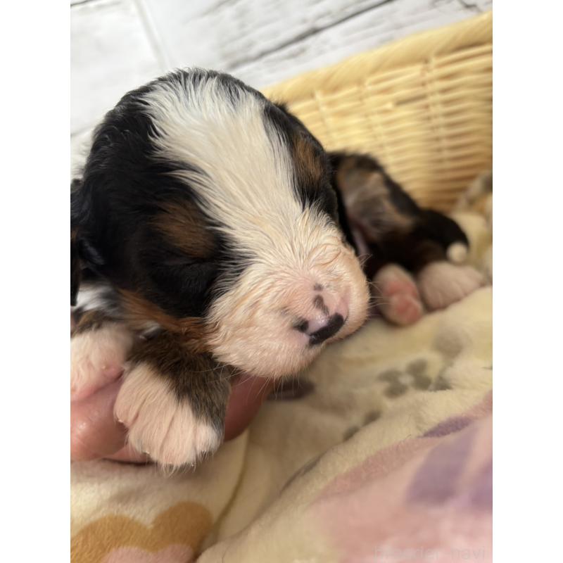 販売中の静岡県のバーニーズマウンテンドッグ-448002の9枚目