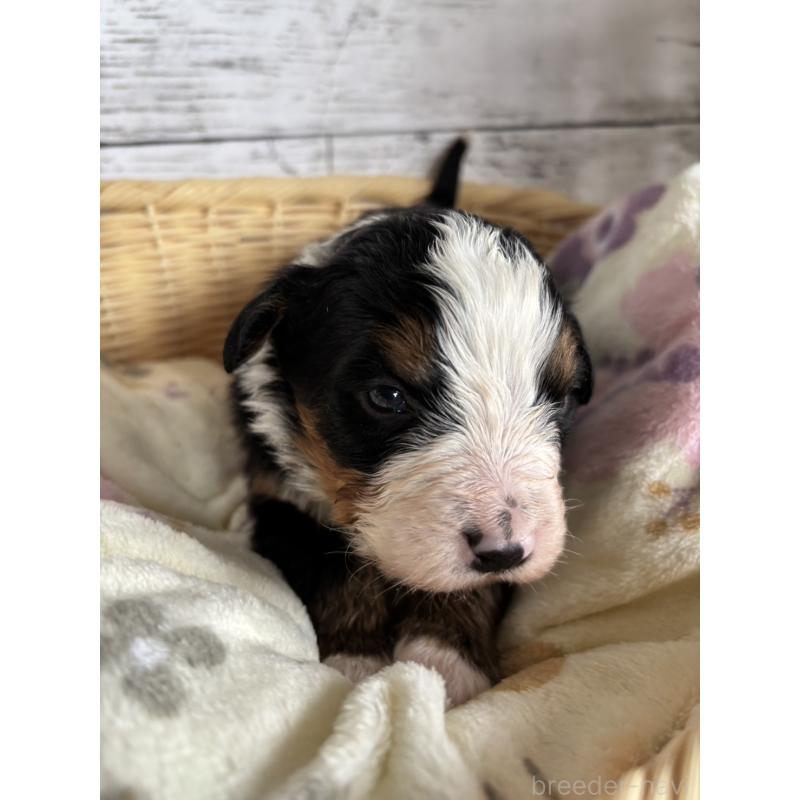 販売中の静岡県のバーニーズマウンテンドッグ-448002の8枚目