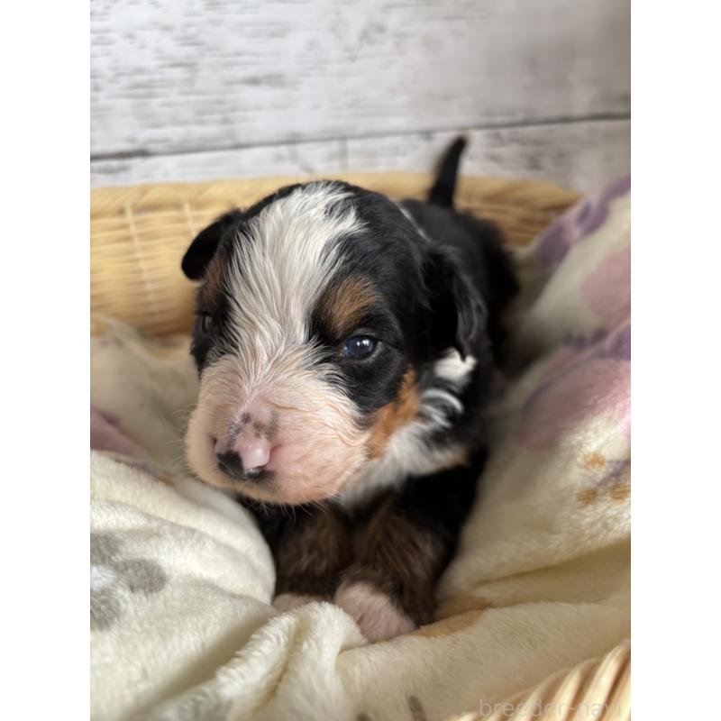 販売中の静岡県のバーニーズマウンテンドッグ-448002の7枚目