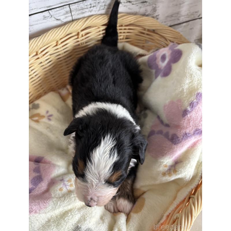 販売中の静岡県のバーニーズマウンテンドッグ-448002の6枚目