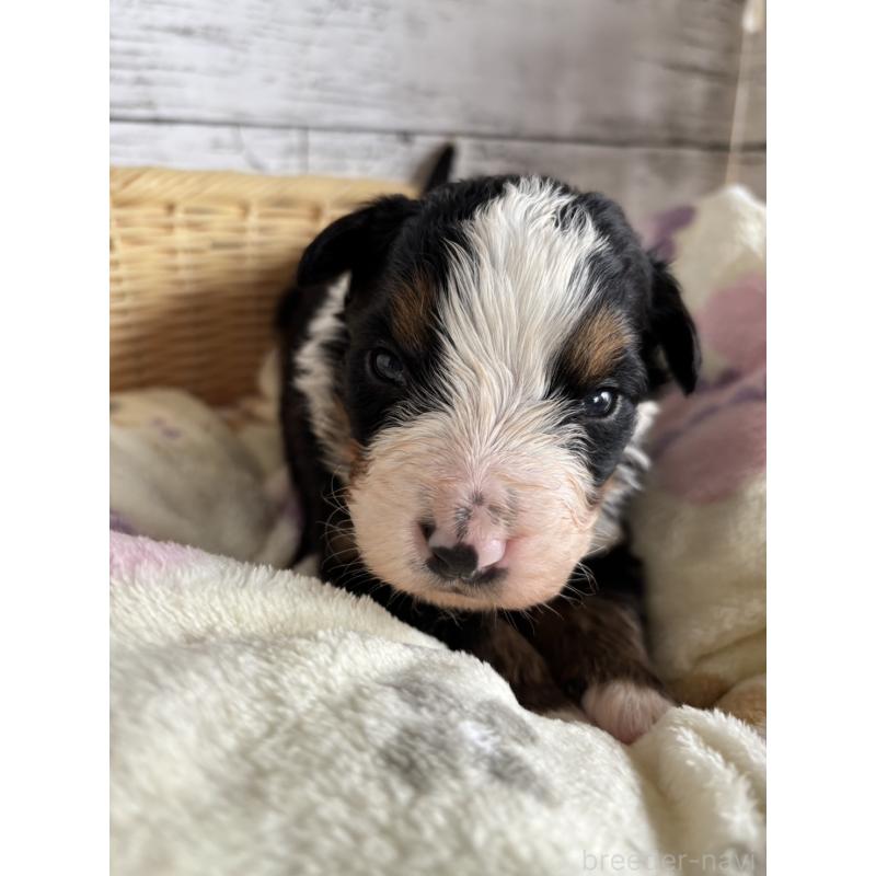 販売中の静岡県のバーニーズマウンテンドッグ-448002の5枚目