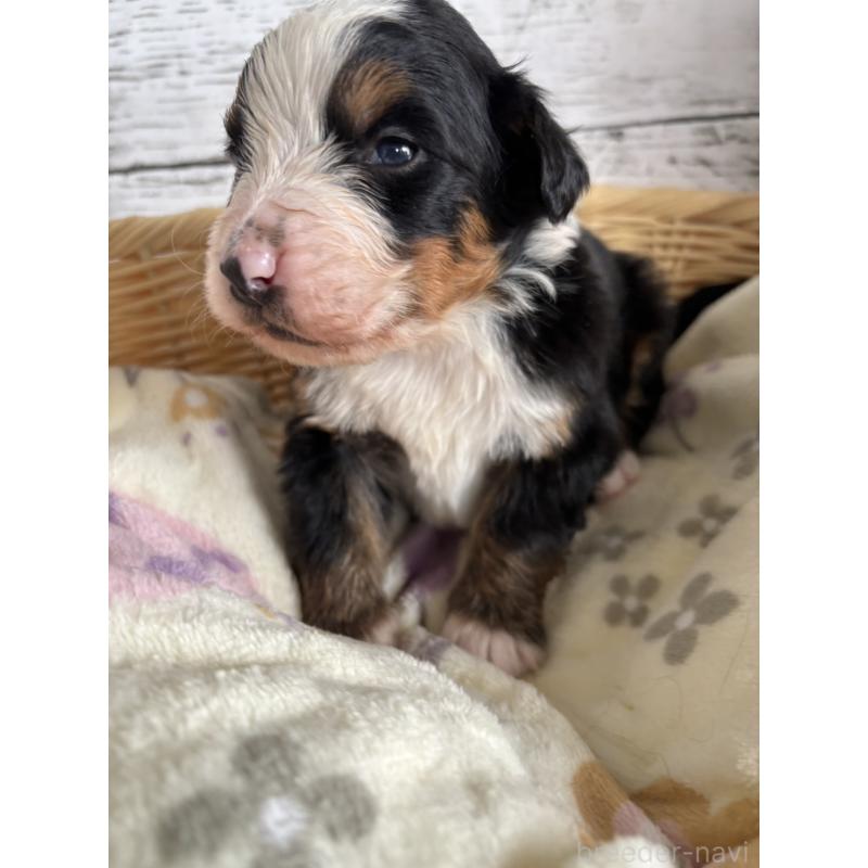 販売中の静岡県のバーニーズマウンテンドッグ-448002の4枚目