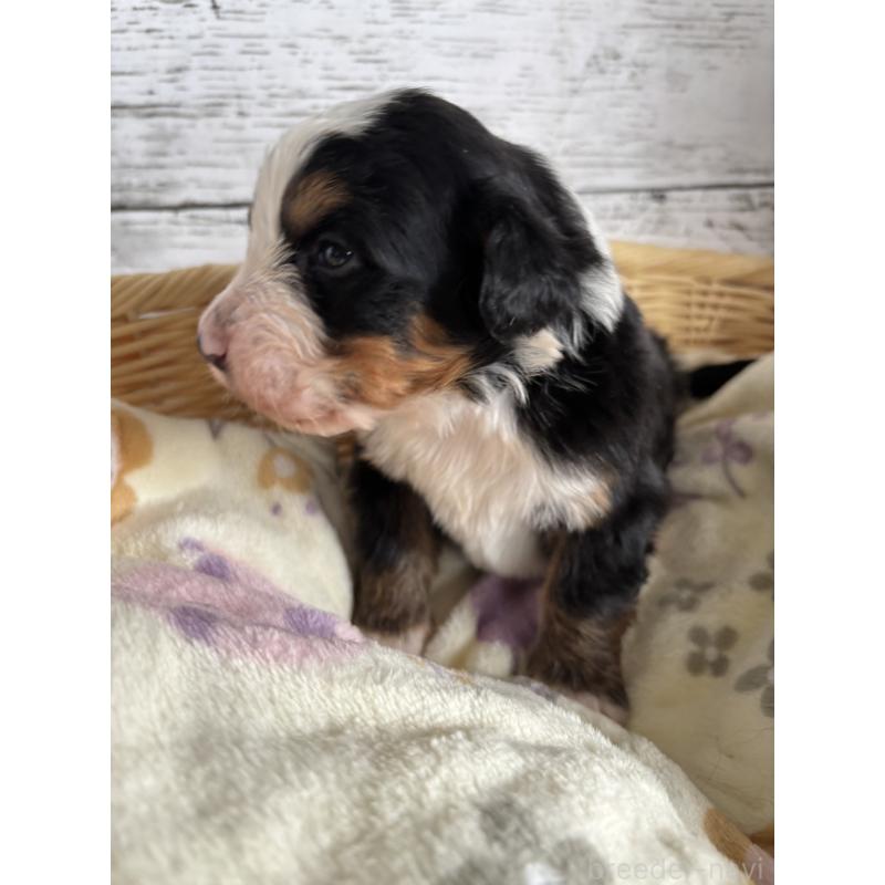 販売中の静岡県のバーニーズマウンテンドッグ-448002の3枚目