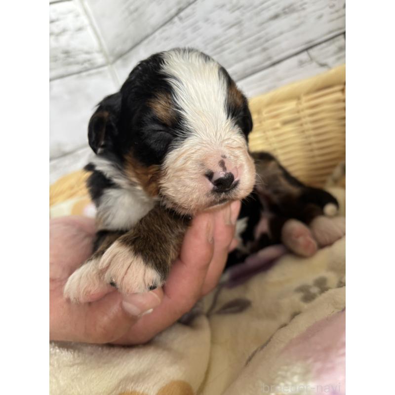 販売中の静岡県のバーニーズマウンテンドッグ-448002の2枚目