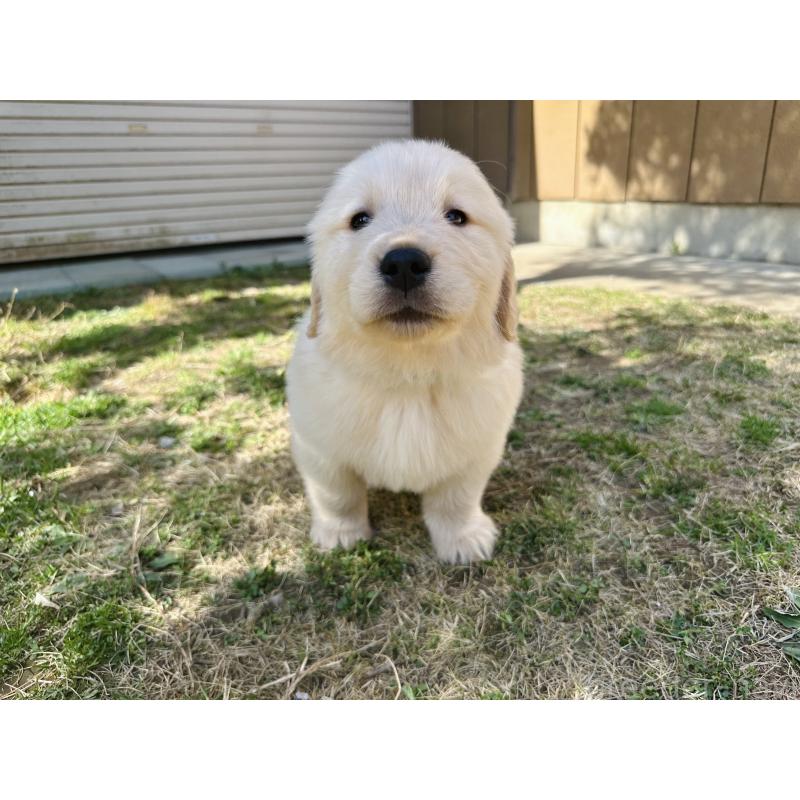 商談中の千葉県のゴールデンレトリーバー-440022の9枚目