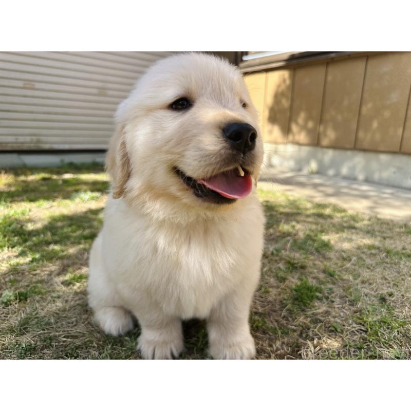 商談中の千葉県のゴールデンレトリーバー-440022の8枚目